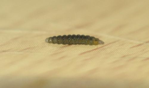 Réf. 343 246 : Cameraria ohridella